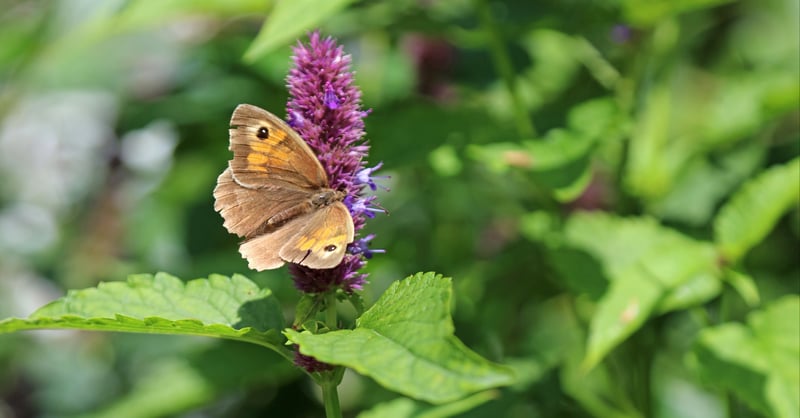Butterfly linkedin Butterfly linkedin