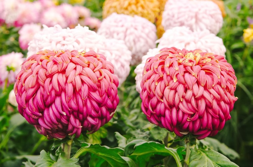 Pink and yellow dahlias on display at the chelsea flower show as part of the fauna and flower garden.