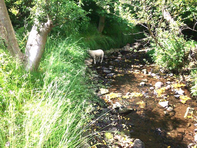 Erosion Control of Stream - Testimonial