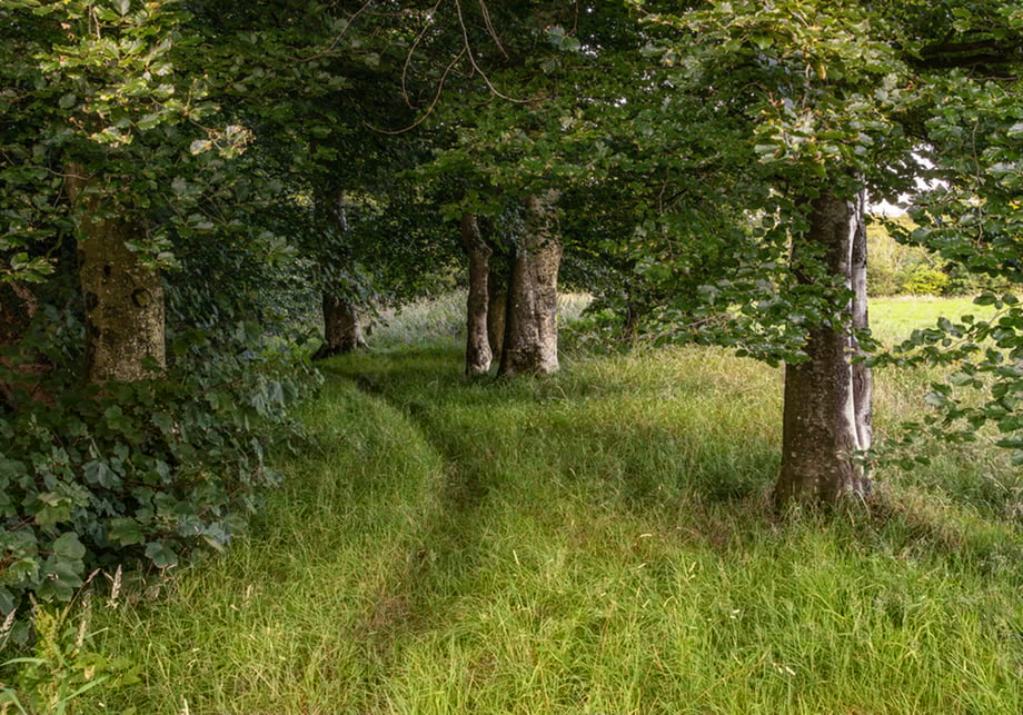 Hydroseeding Grass Mix – Turf‑Grade Seed Blend Guide