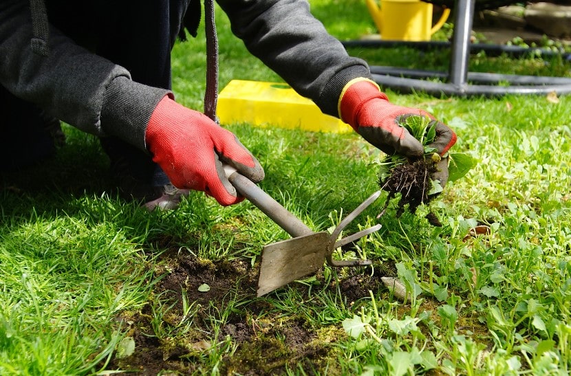 A person wearing gardening gloves and using gardening tools to remove weeds in their garden.