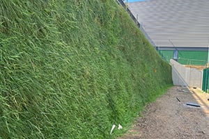 drought tolerant