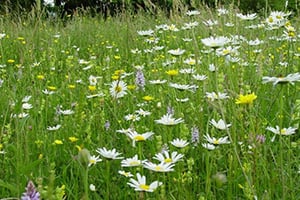 general grass & wildflower