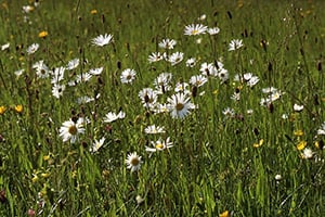 grass & wildflower