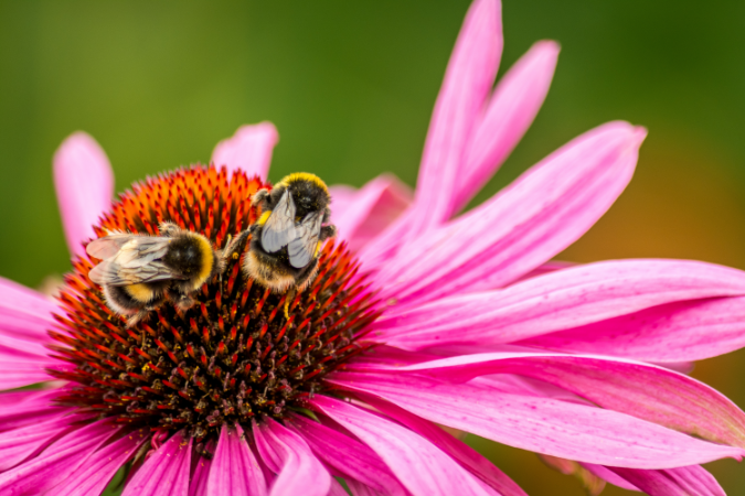 Bees pollinating flower in picture that depicts how important bees are for biodiversity in the UK and how we can help them 