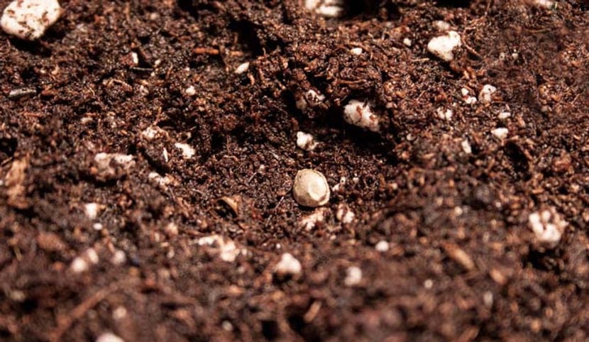 make-a-dimple-in-the-soil-for-germination-the-direct-into-soil-method