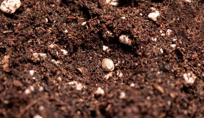 make-a-dimple-in-the-soil-for-germination-the-direct-into-soil-method