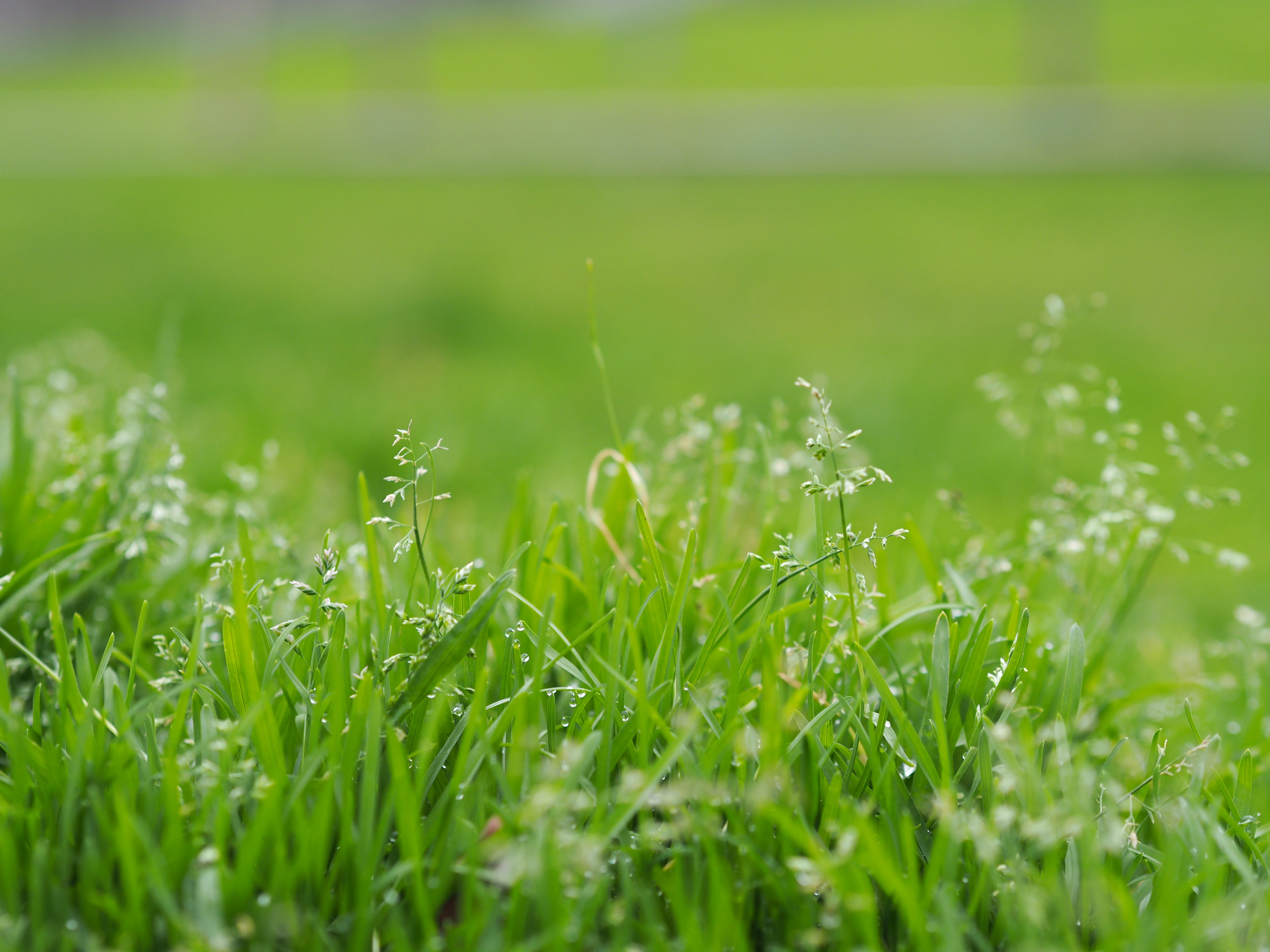 Grass mixes