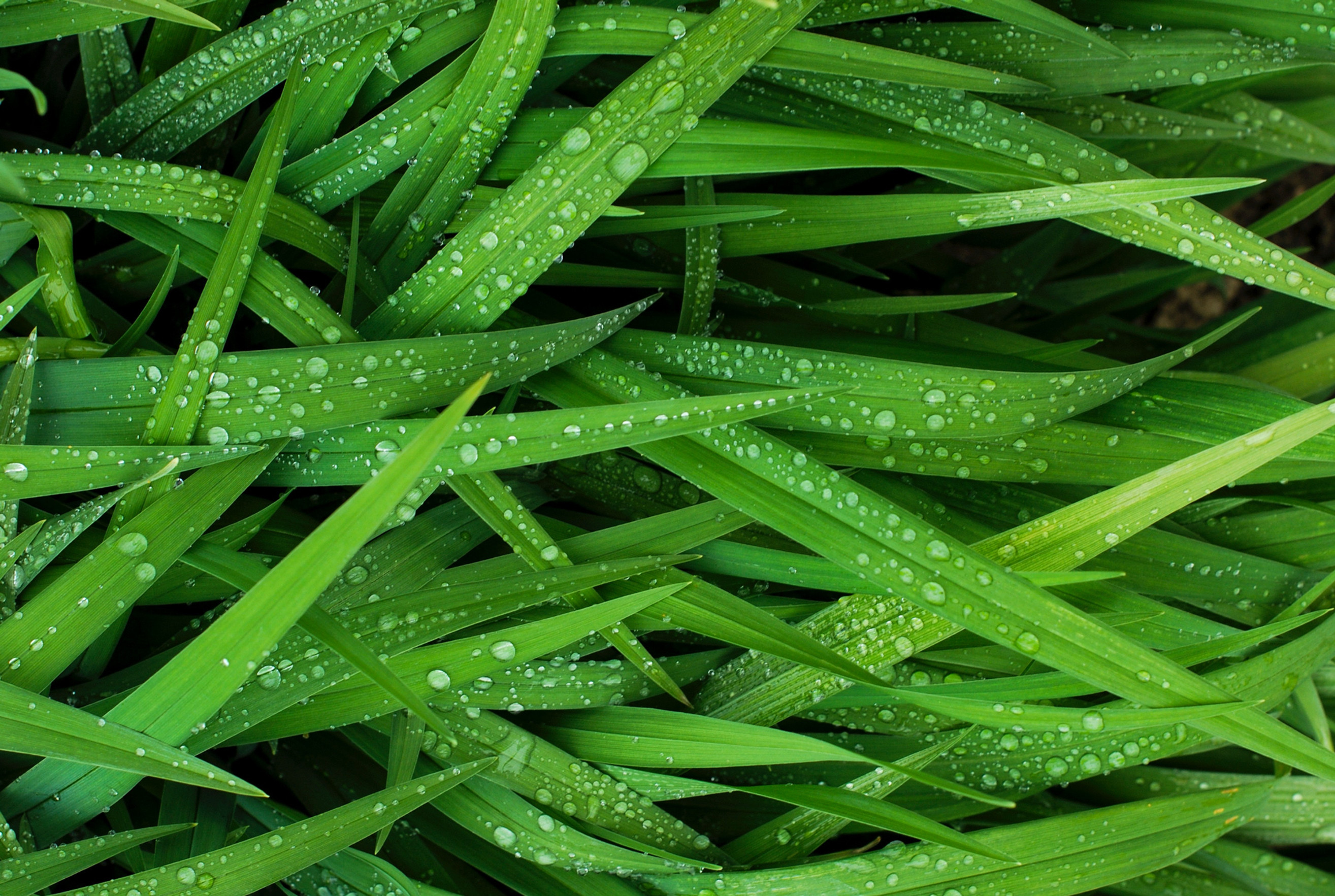 Drought Tolerant Grass Mix