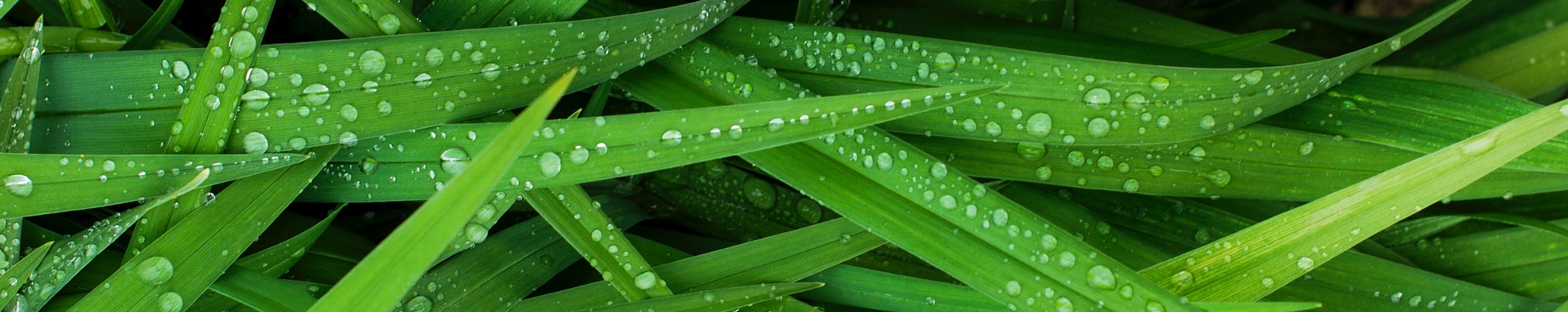 Drought Tolerant Grass Mix