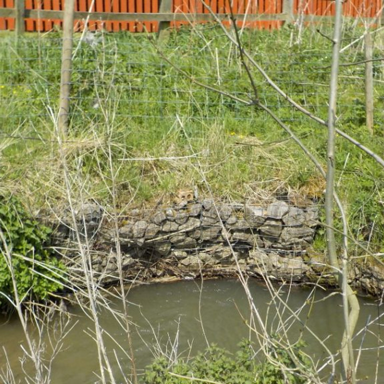 Warm Brook River Bank