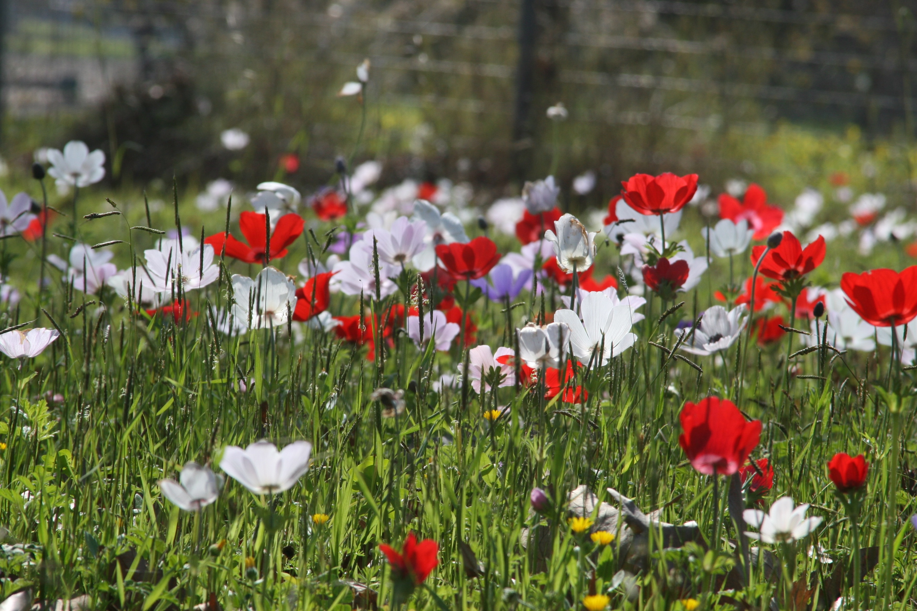 Wild Flowers