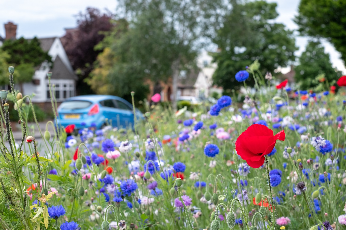 Roadside WildFlowers